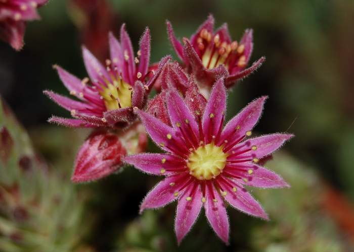 Sempervivum Dachwurz Hauswurz